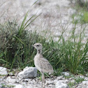 Double-banded Courser (chick)
