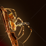 spider by Kimpul Kimpul -  