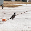 Black hooded crow