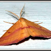 Chickweed Geometer Moth