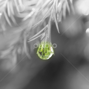 rain drop by Yvonne Delahaye - Nature Up Close Natural Waterdrops