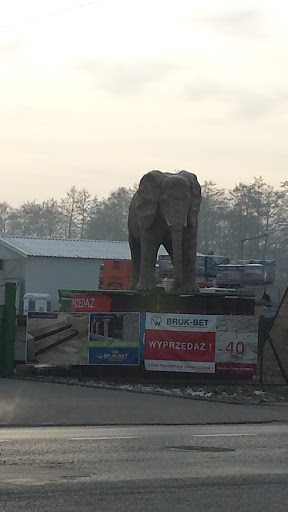 Slon,  Nowy Sącz 