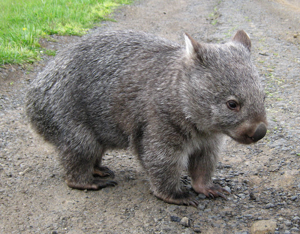 Common Wombat | Project Noah