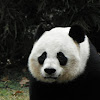 Giant Panda