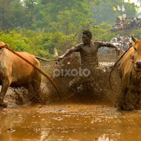 Pacu jawi by Edwin Prajusa - News & Events Sports