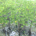 Mangrove