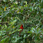 Northern Cardinal