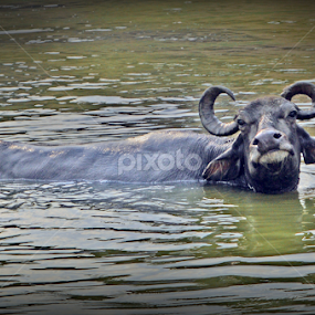 Caw by Himanshu Maya - Animals Other