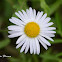 Bellis perennis