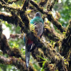 Quetzal (female)