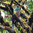 Quetzal (female)