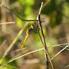 Scarlet Skimmer Dragonfly (female)