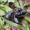 Calosoma beetles