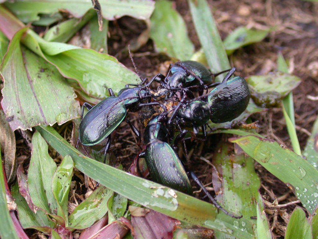 Calosoma beetles