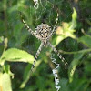 Silver signature spider