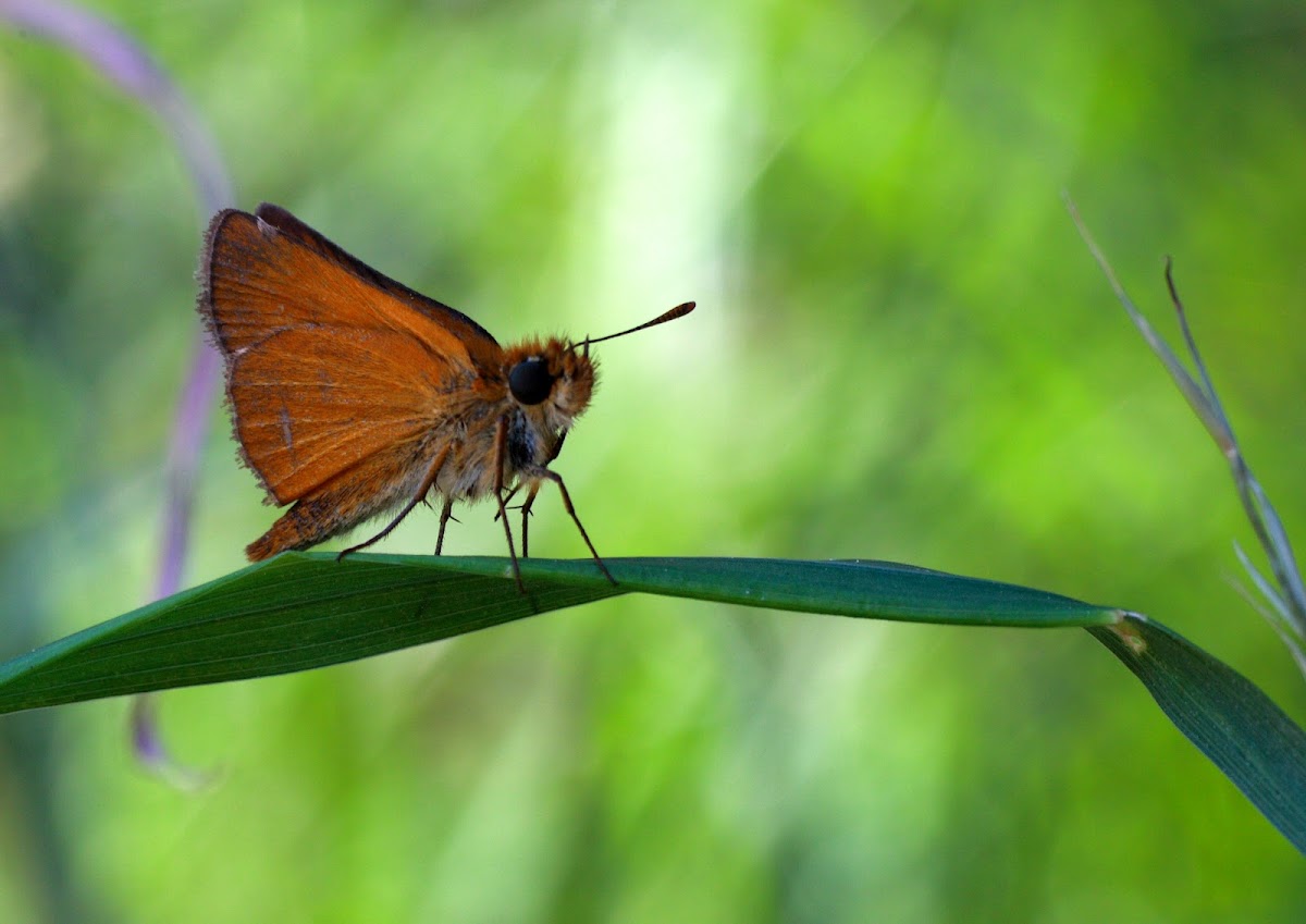 Dikkopje  (Ochlodes sylvanus)