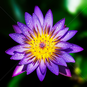 by Asher Jr Salvan - Flowers Single Flower