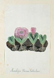 Mesembryanthemum testiculare