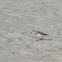 Sanderling