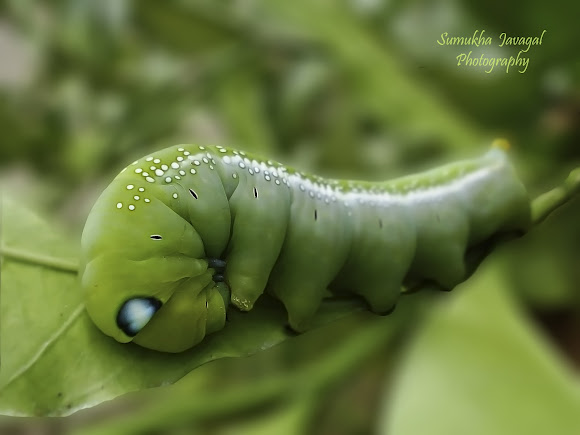 Oleander Hawk Moth Caterpillar