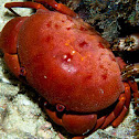 Coral Crab