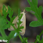 Celery Leaftier Moth