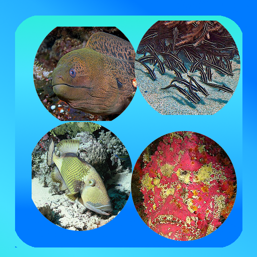 Marine Animals Picture Quiz LOGO-APP點子