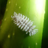 Mealy bug larvae