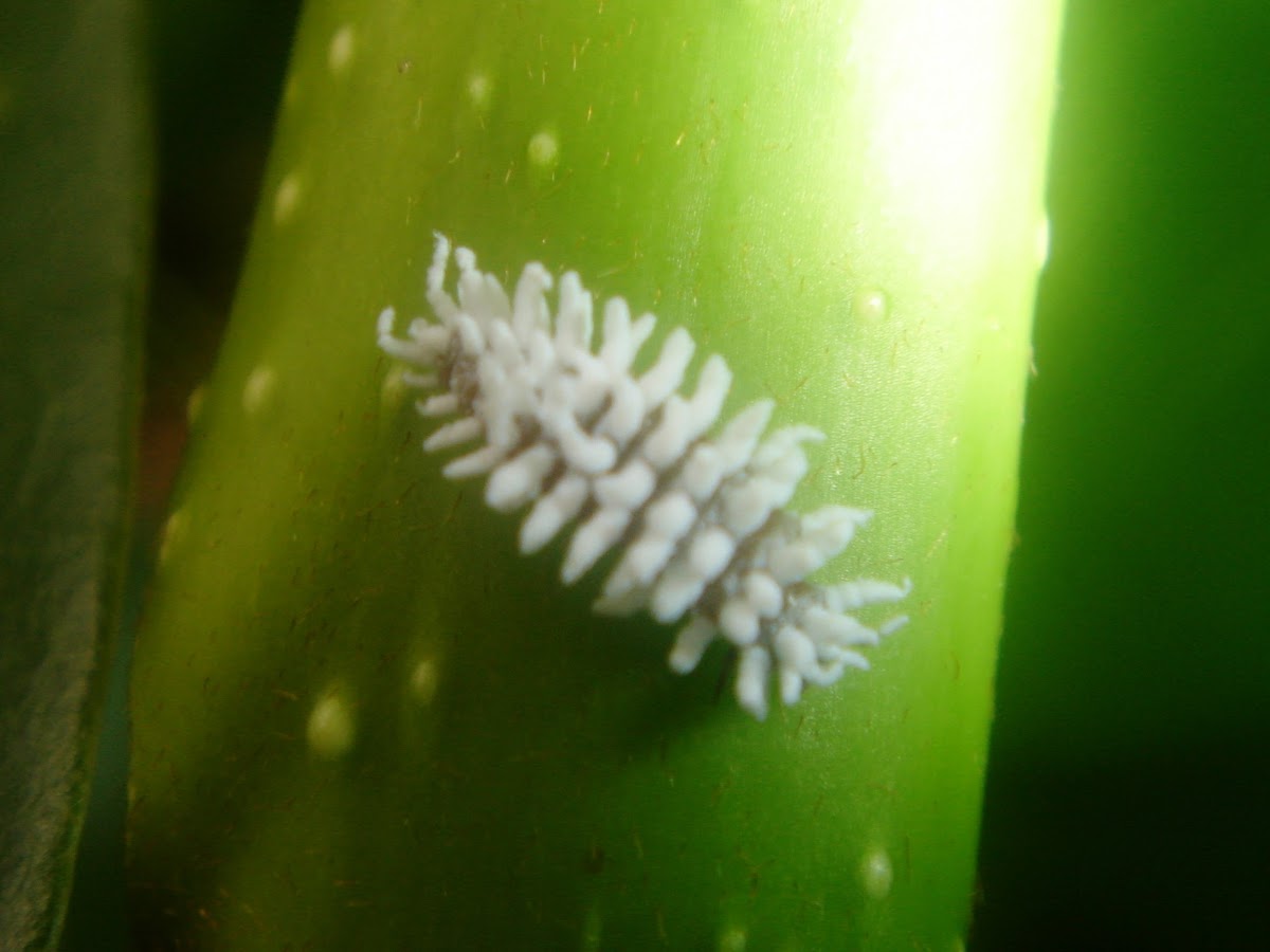 Mealy bug larvae