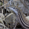 Plateau Striped Whiptail