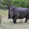 Rhinoceros (White Rhino)