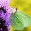 Brimstone butterfly