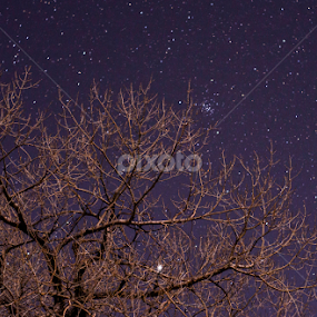 Beehive cluster in the tree and Jupiter in the branches by Robie Blair - Landscapes Starscapes