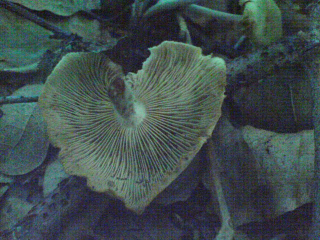 a heart for mushrooms