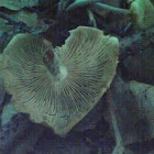 a heart for mushrooms