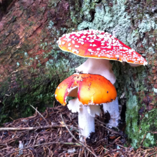 Weiße flocken im urin pilz
