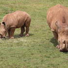 White rhinoceros