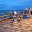 Brown Pelican