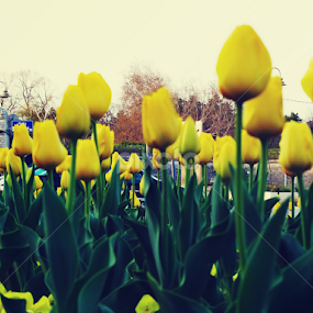Lale by Marija Mitrović - Flowers Flower Gardens