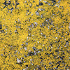Gold Cobblestone Lichen