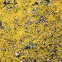Gold Cobblestone Lichen