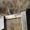 Mountain Bluebird