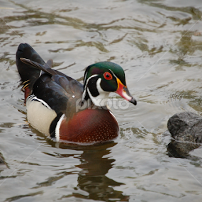Male Wood Duck   by Debbie Annable Carr - Animals Birds