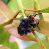 Black Nomia Bee
