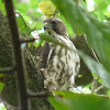 Roadside Hawk (juvenile)