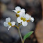 Whitlowgrass