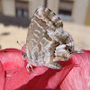Mariposa taladro de los geranios