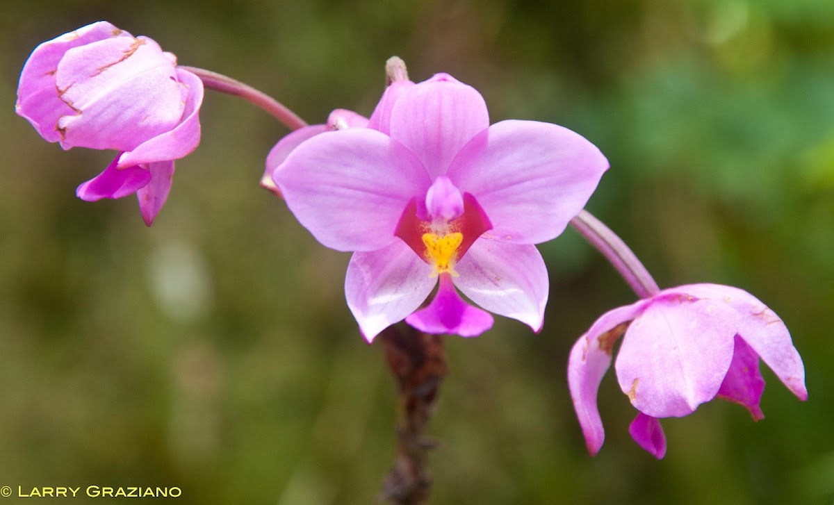 Phillippine Ground Orchid