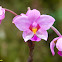 Phillippine Ground Orchid