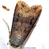 Black Cutworm Moth